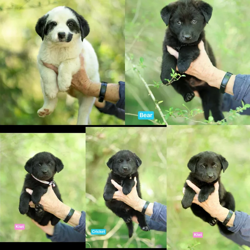 A baby small-sized male Border Collie dog named Cricket  Kiwi  for adoption in seaside heights, NJ