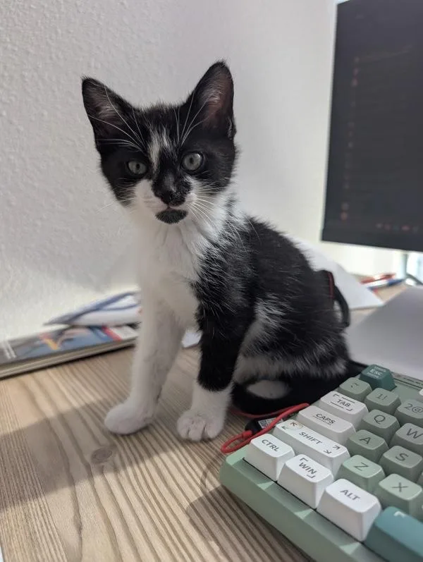 A baby small-sized male Domestic Short Hair cat named Pony Club for adoption in Sherwood, OR