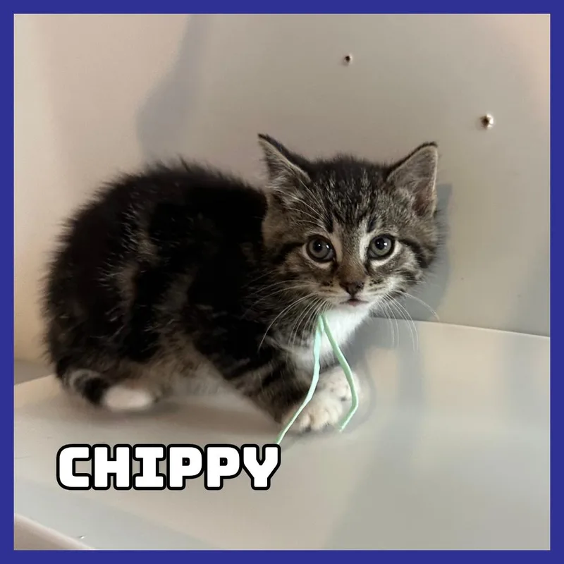 Chippy