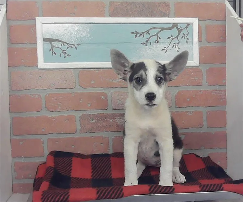 A baby small-sized female German Shepherd Dog dog named Bonnie for adoption in Houston, TX