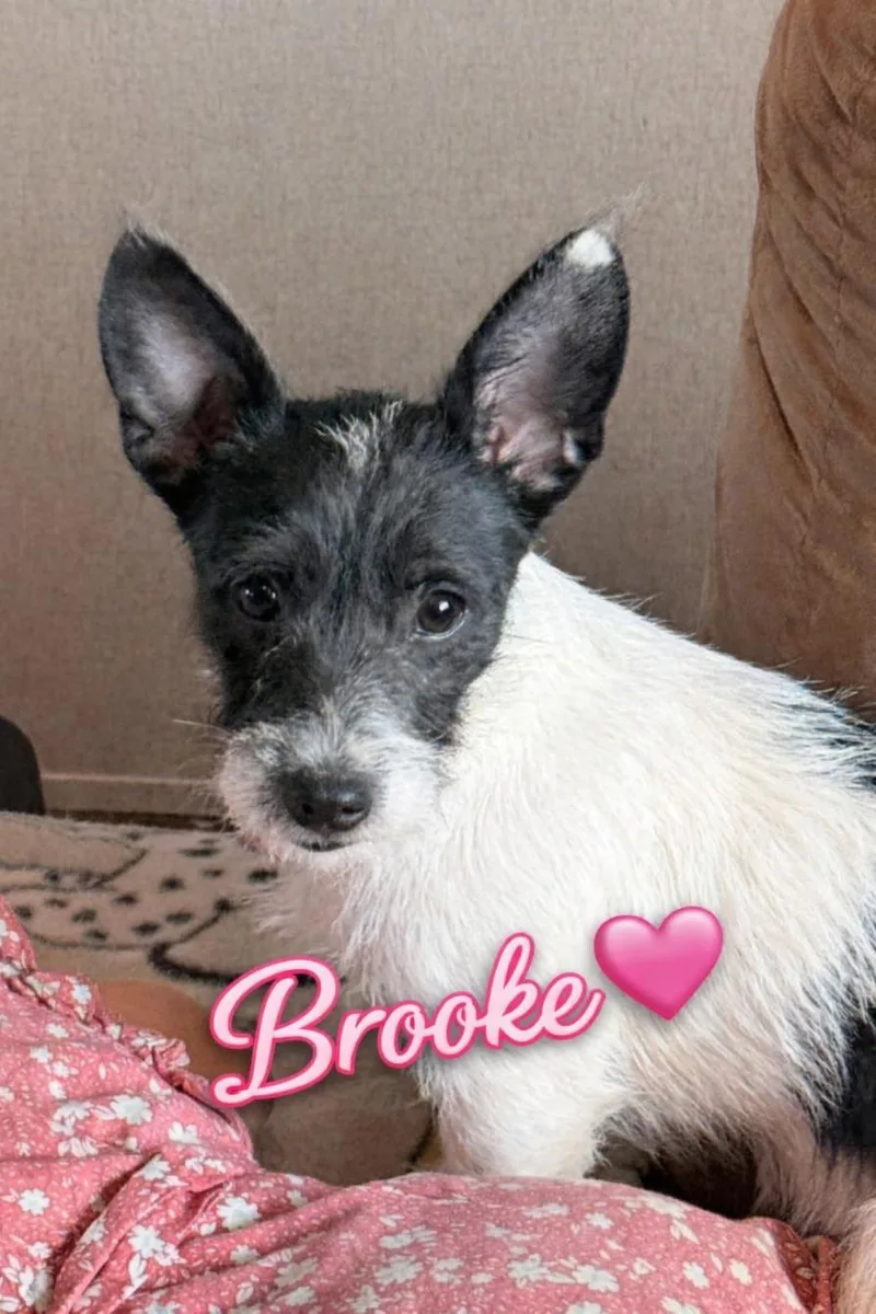 Brooke