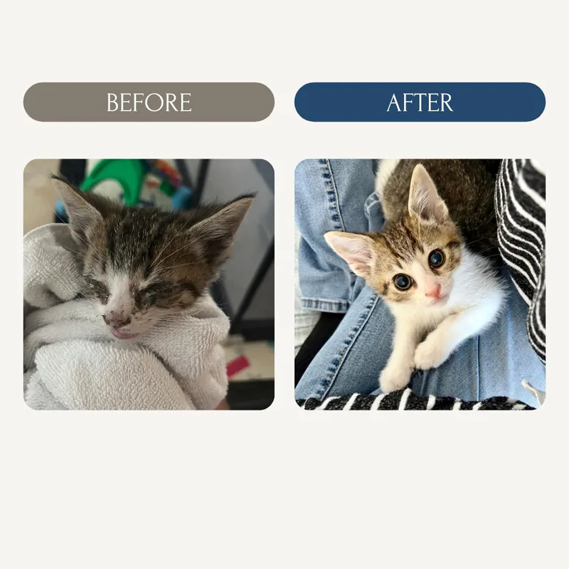 A baby small-sized male Tabby (Brown / Chocolate) Domestic Short Hair cat named Lil' Johnathan for adoption in Union City, CA