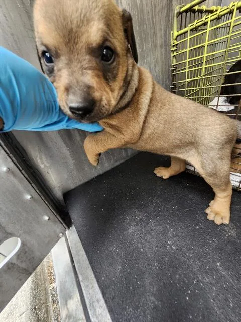 A baby small-sized male Labrador Retriever dog named Wonton for adoption in San Antonio, TX