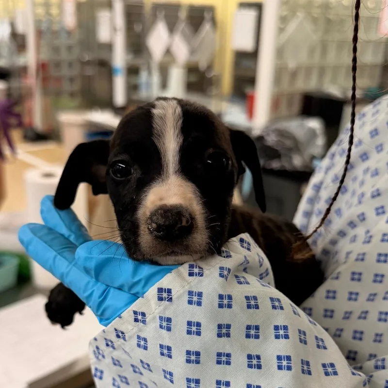 A baby small-sized male Black Mixed Breed dog named Charleston for adoption in West Palm Beach, FL