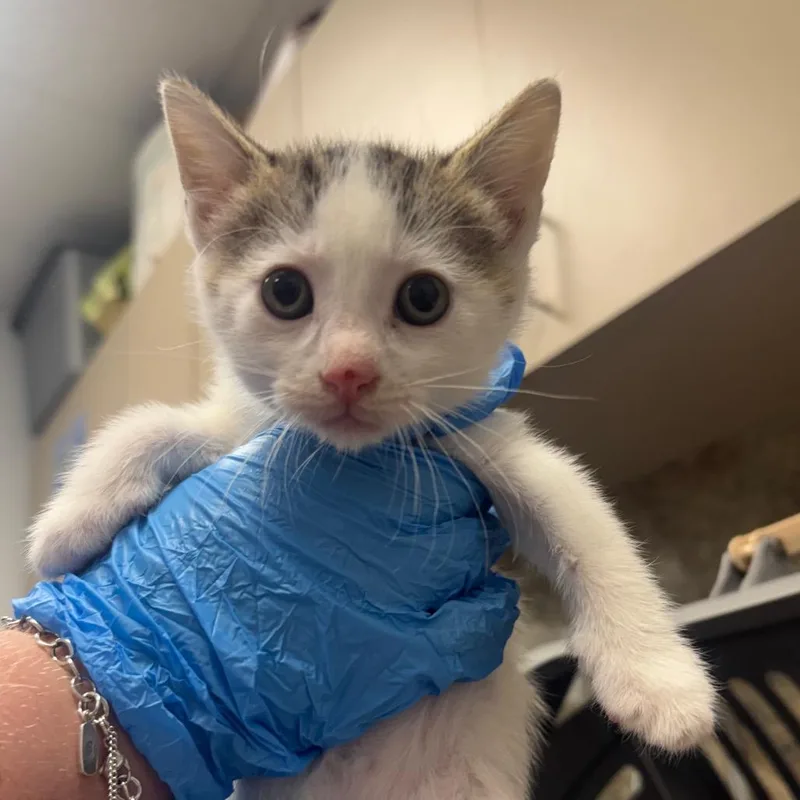 A baby small-sized female Brown / Chocolate Domestic Short Hair cat named Webz for adoption in Dickinson, TX