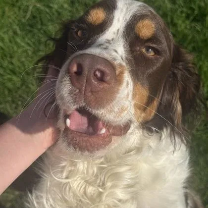 An adult medium-sized male English Springer Spaniel dog named Scout for adoption in East Montpelier, VT