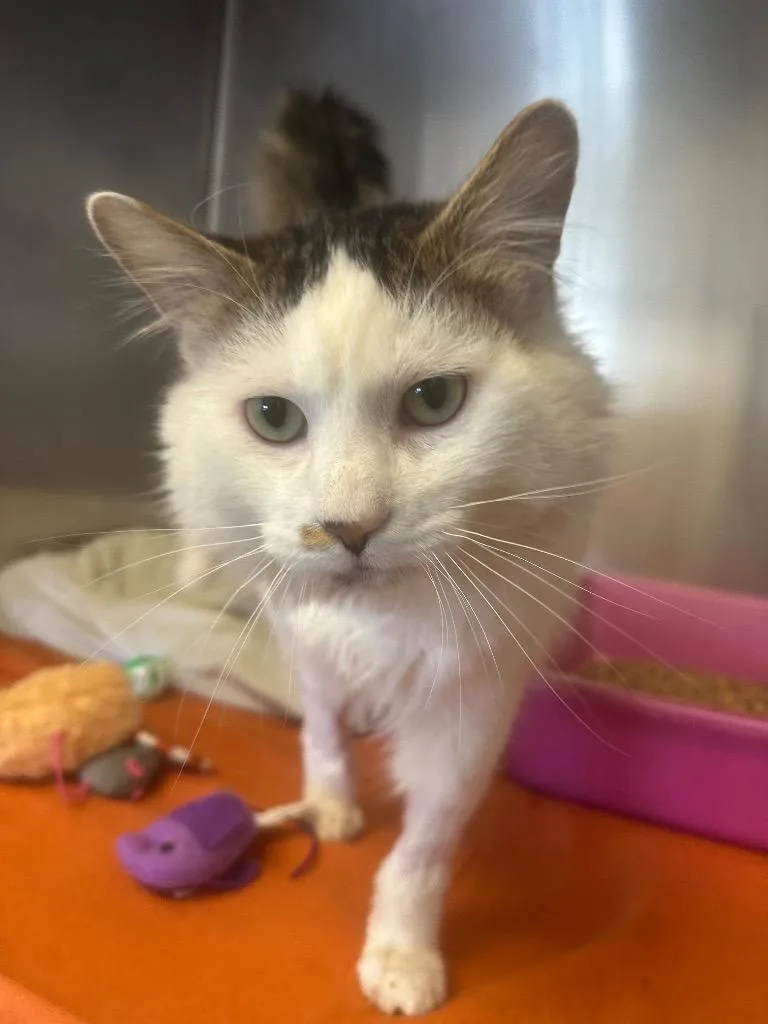An adult medium-sized male Domestic Short Hair cat named Arnold for adoption in Pomona, NY
