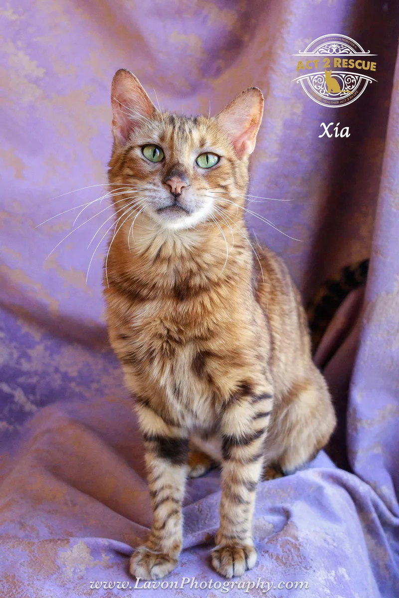 An adult medium-sized female Bengal cat named Xia for adoption in Riverside, CA