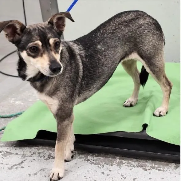 An adult small-sized female Black Chihuahua dog named Carma for adoption in Houston, TX
