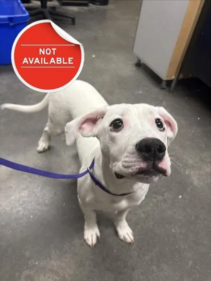 A young medium-sized male Mixed Breed dog named Buckets for adoption in Lowell, MA