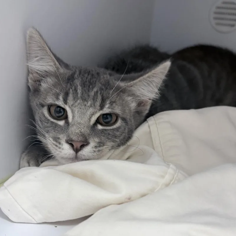 A baby small-sized male Gray / Blue / Silver Domestic Short Hair cat named Stitch for adoption in Tyler, TX