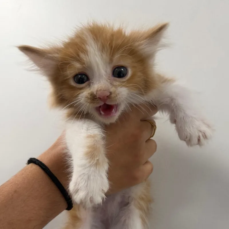A baby small-sized male Orange / Red Domestic Medium Hair cat named Simba for adoption in Redwood City, CA
