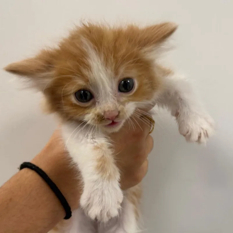 Simba thumbnail 2
