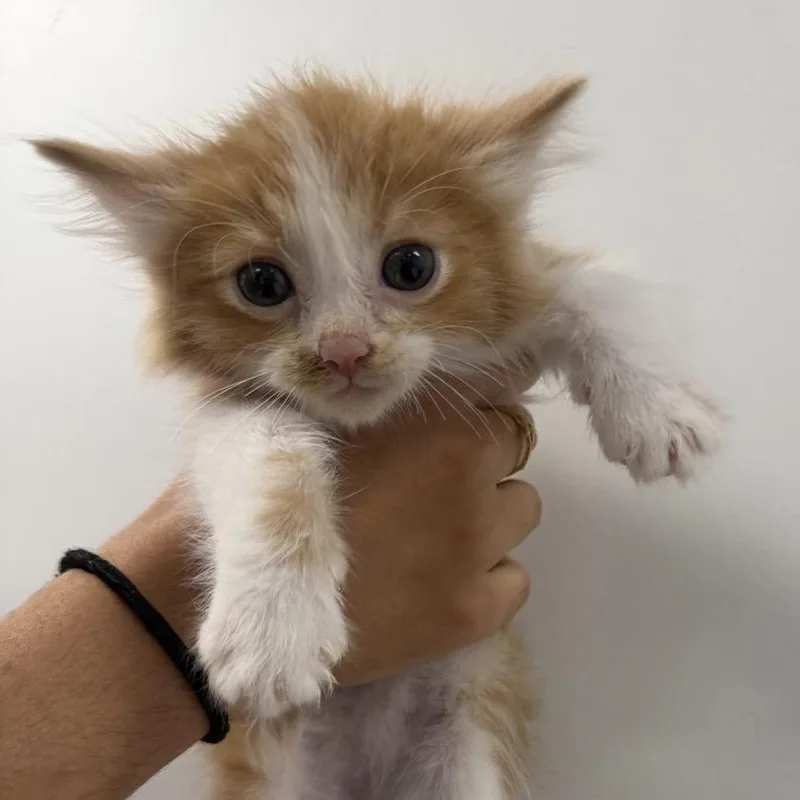 Simba thumbnail 3