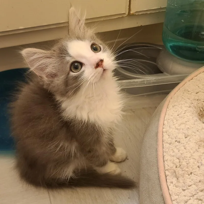 A baby small-sized female Gray / Blue / Silver Domestic Long Hair cat named PeepBo  Winterville  for adoption in Greensboro, GA
