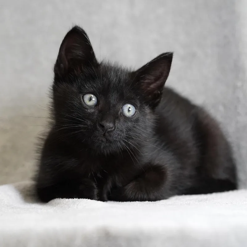 A baby small-sized male Black Domestic Short Hair cat named Bean for adoption in Redwood City, CA