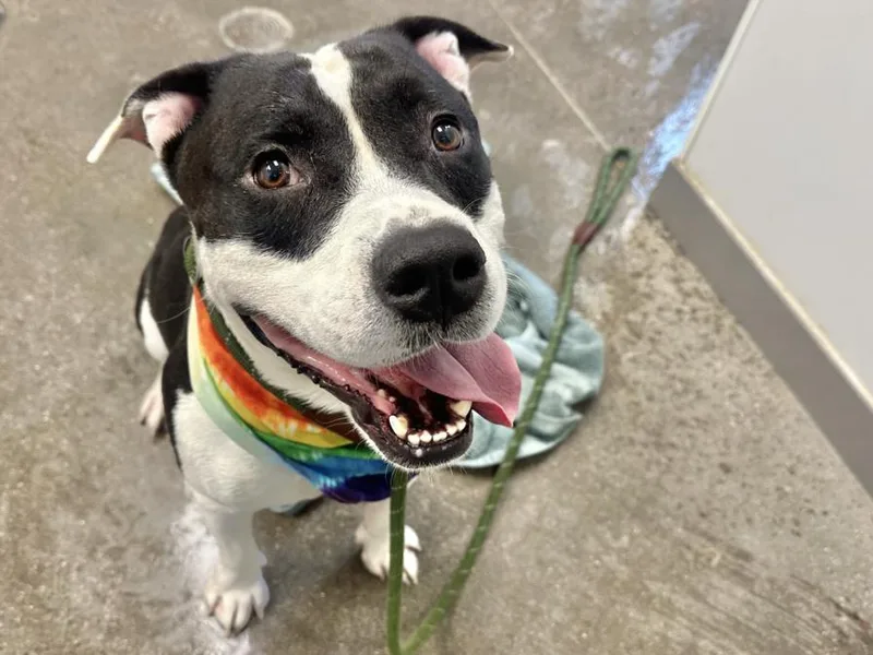 An adult large-sized male Pit Bull Terrier dog named Sharpie for adoption in Phoenix, AZ