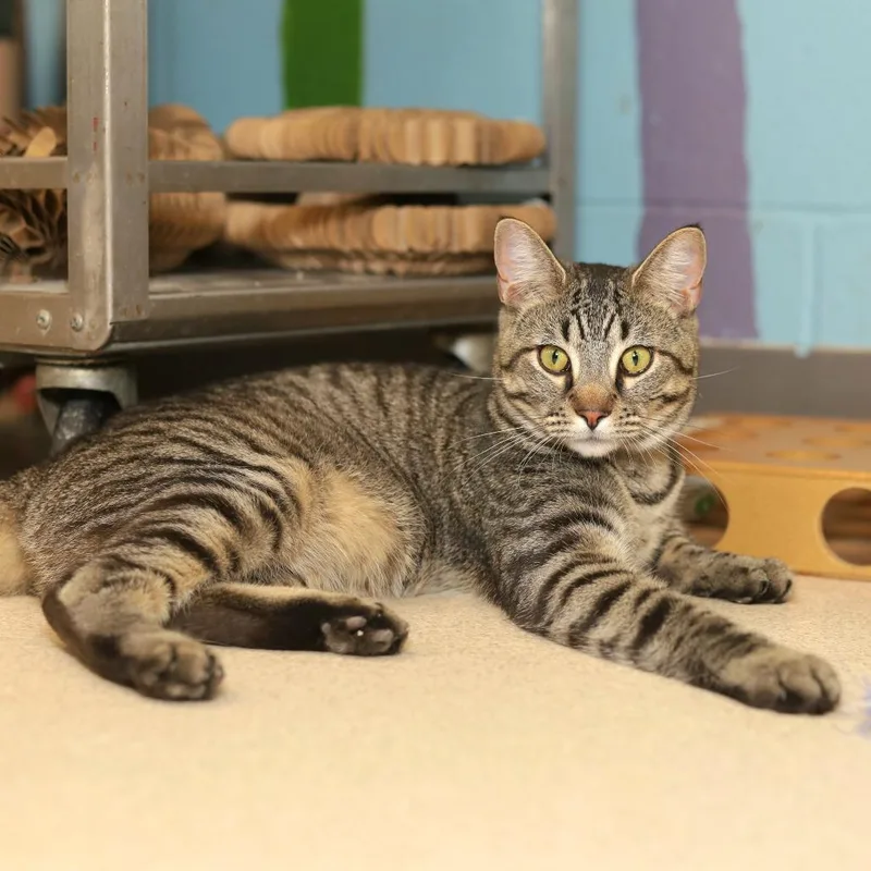 A young large-sized male Brown / Chocolate Domestic Short Hair cat named Jagger for adoption in Evansville, IN