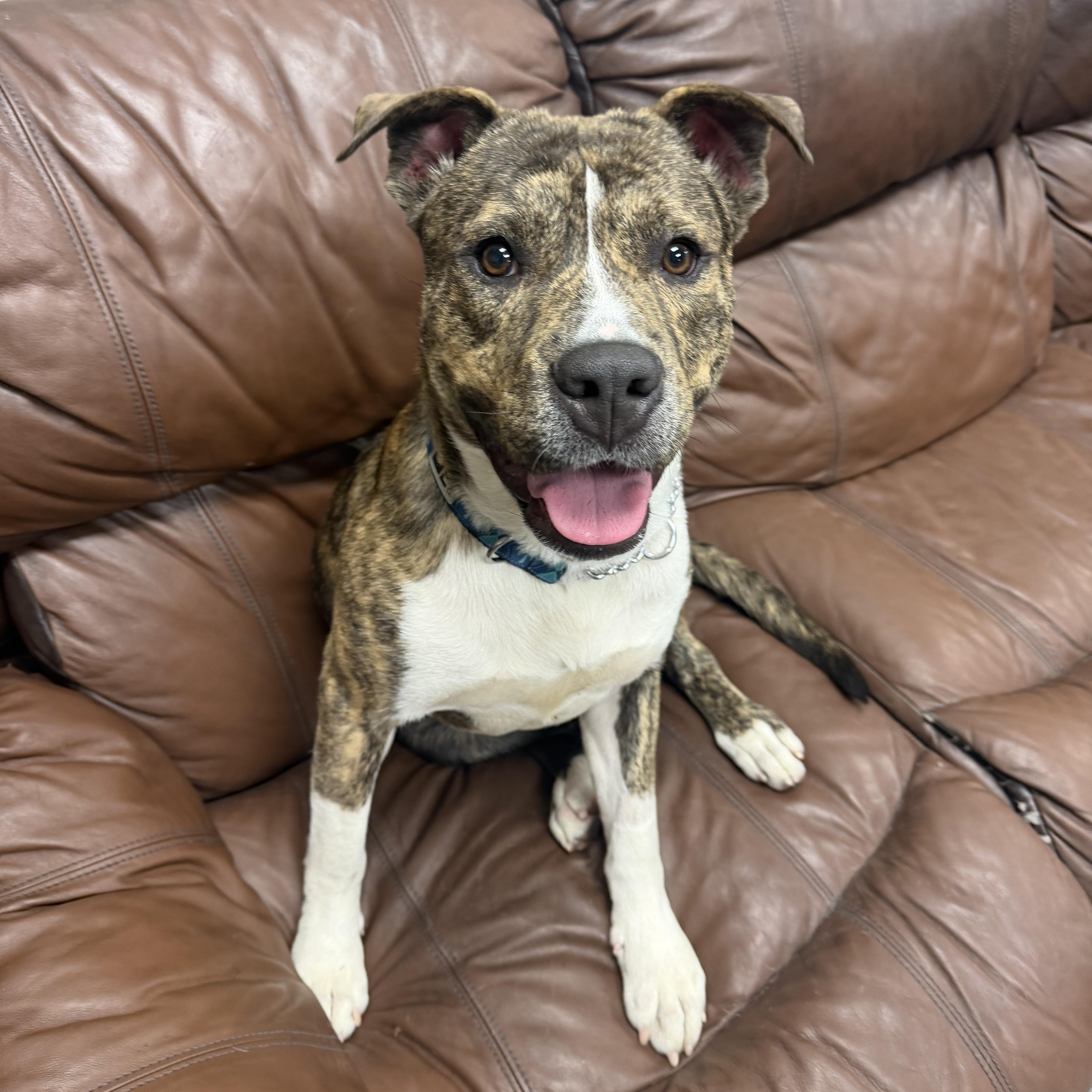 A young medium-sized male Brindle Siberian Husky dog named Milo for adoption in Placentia, CA