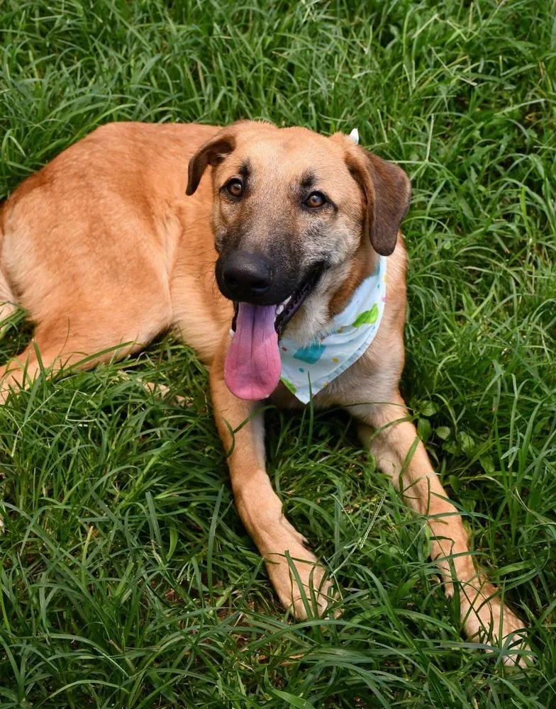 An adult medium-sized male Tricolor (Brown, Black, & White) Shepherd dog named Nolan A for adoption in Silsbee, TX