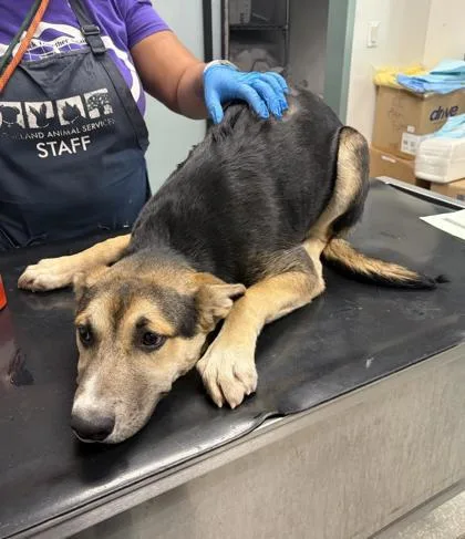 A baby medium-sized male German Shepherd Dog dog named Howie for adoption in Oakland, CA