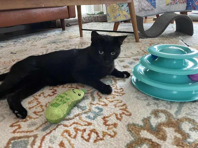 An adult large-sized male Domestic Short Hair cat named Giancarlo for adoption in Dallas, TX