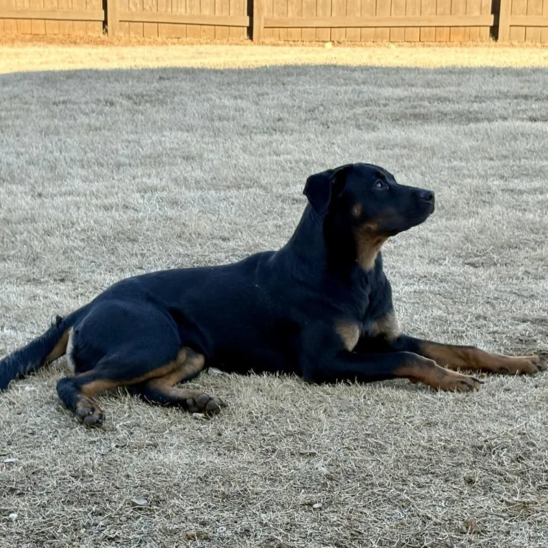 A young medium-sized female Black Rottweiler dog named Little Missy for adoption in Brownsboro, AL