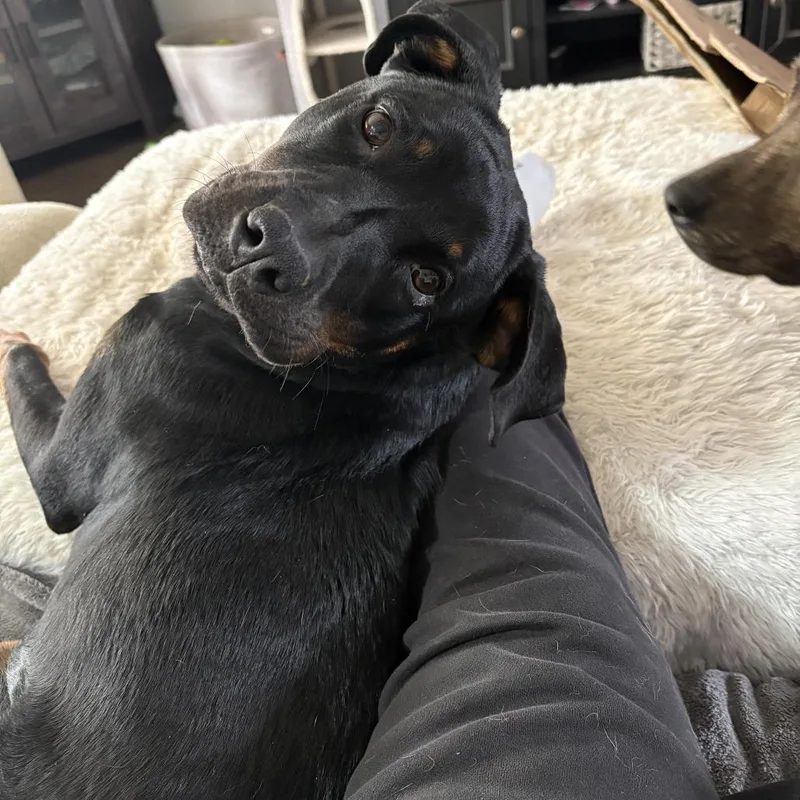 Little Missy thumbnail 3