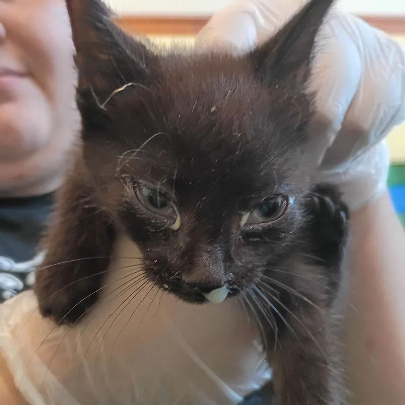 A baby small-sized male Black Domestic Short Hair cat named Wendigo for adoption in Lynchburg, VA