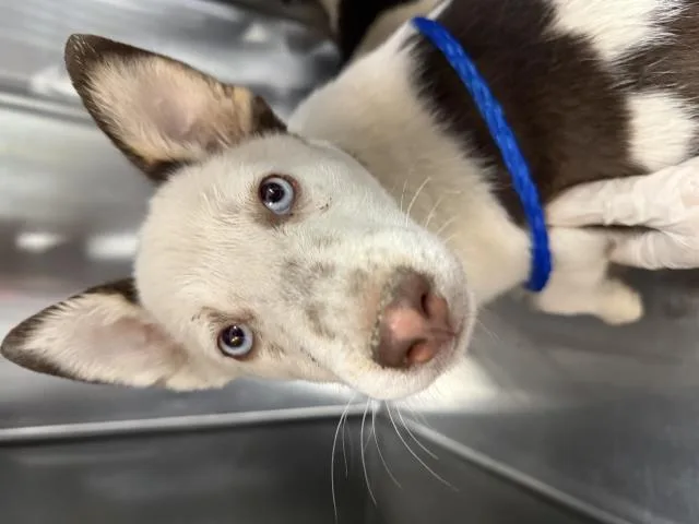 A baby small-sized female Australian Cattle Dog / Blue Heeler dog named A for adoption in Riverside, CA