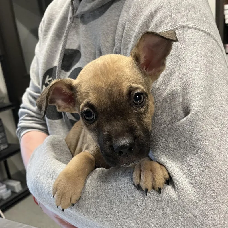 A baby small-sized male Yellow / Tan / Blond / Fawn Mixed Breed dog named Stitch for adoption in Hinsdale, IL
