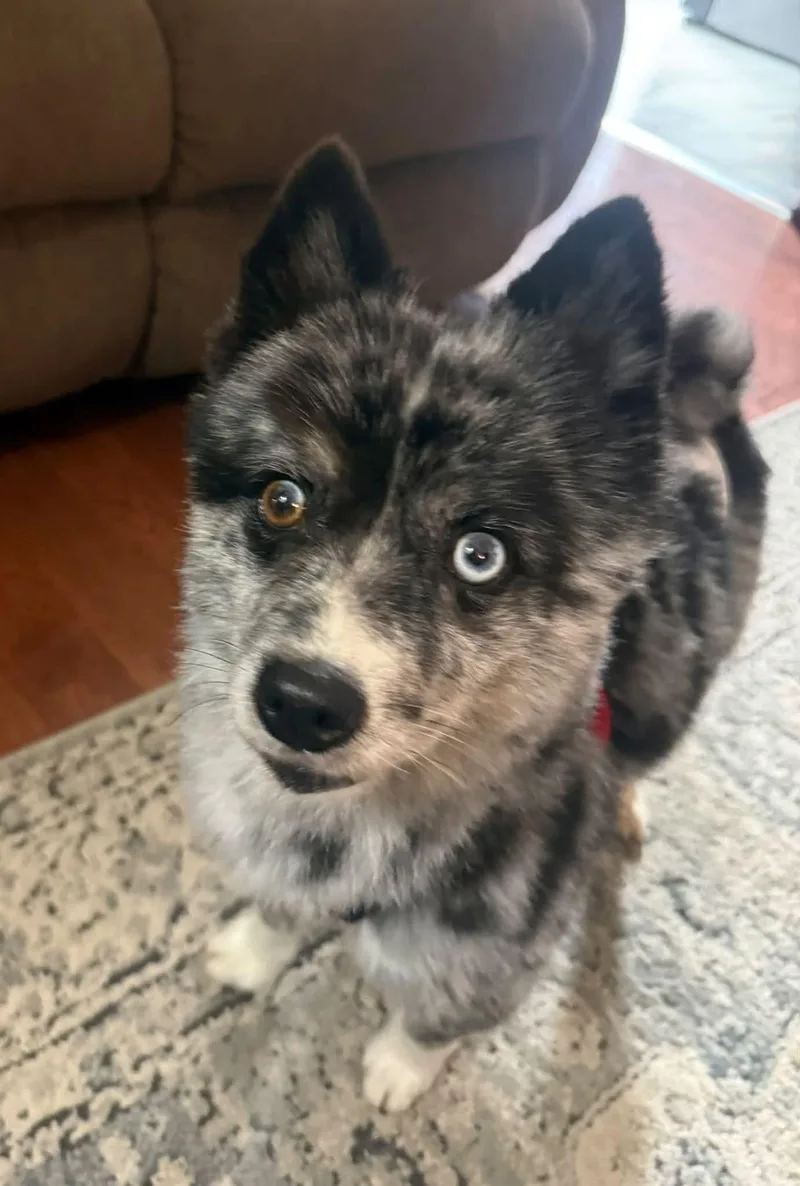 An adult small-sized male Merle (Blue) Pomeranian dog named Jojo for adoption in North Haledon, NJ
