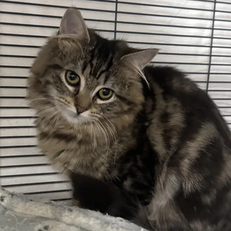 A young small-sized female Brown / Chocolate Domestic Long Hair cat named Tundra for adoption in Mount Laurel, NJ