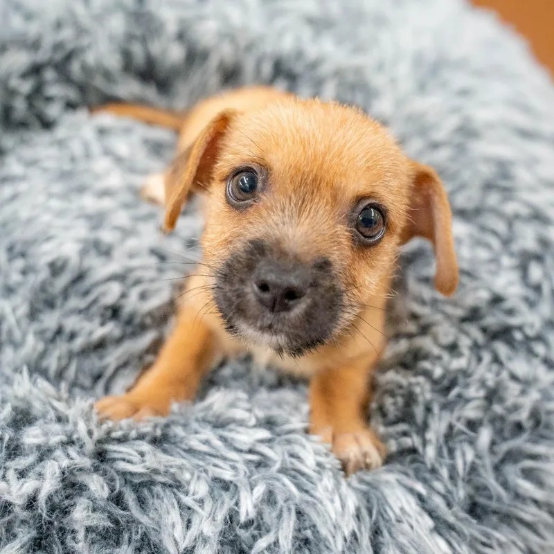 A baby medium-sized male Terrier dog named Orbweaver for adoption in Gainesville, GA