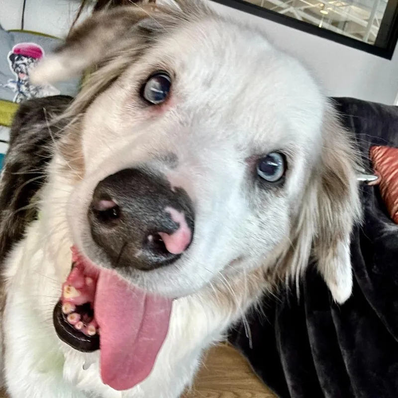 A senior medium-sized female White / Cream Australian Shepherd dog named Spiffy for adoption in San Francisco, CA