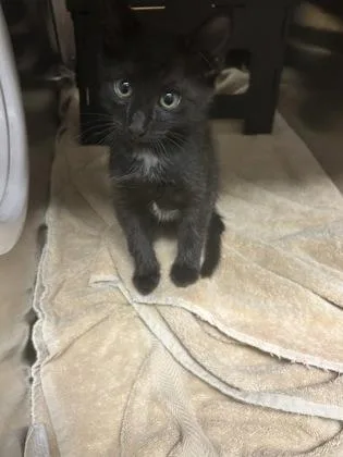A baby medium-sized female Black Domestic Short Hair cat named Olive for adoption in Wichita, KS