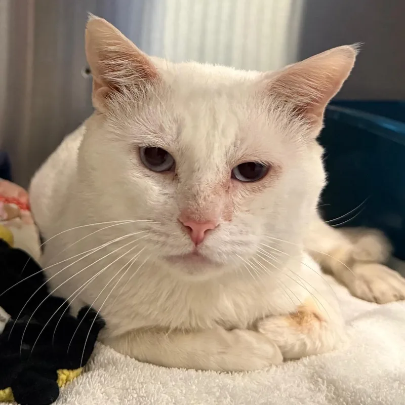 Deja Mew thumbnail 2