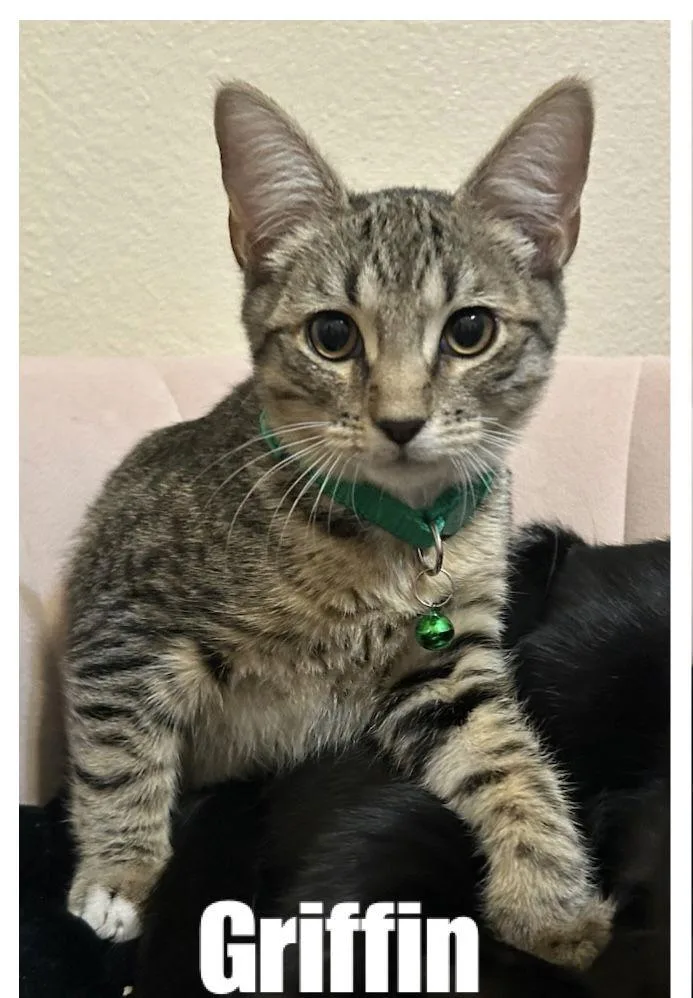 A baby medium-sized male Tabby cat named Griffin for adoption in MONTGOMERY, TX