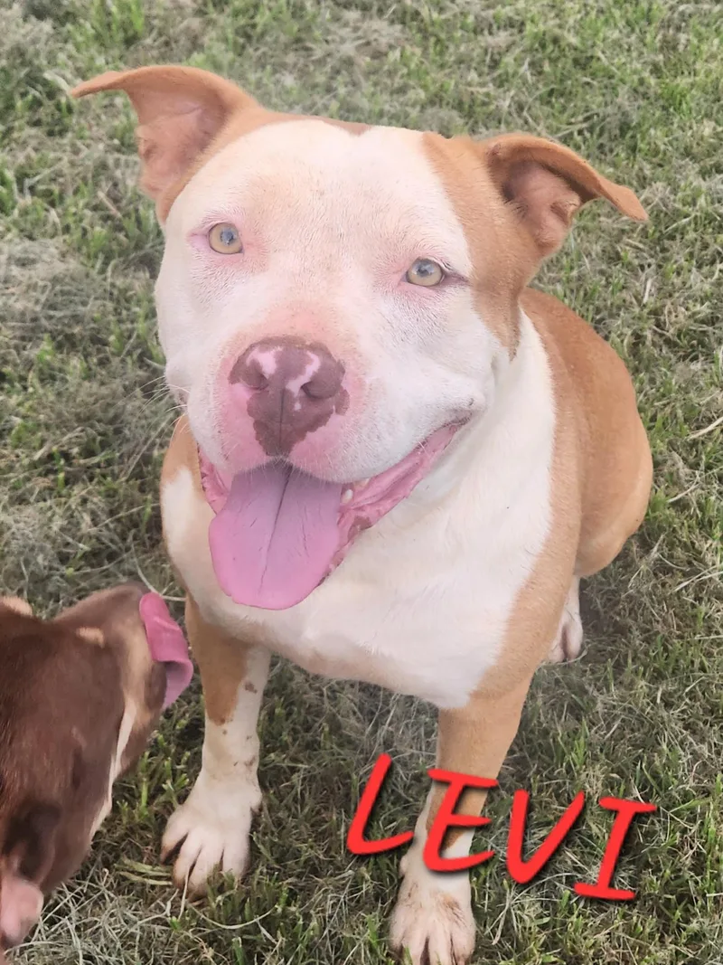 Levi thumbnail 2