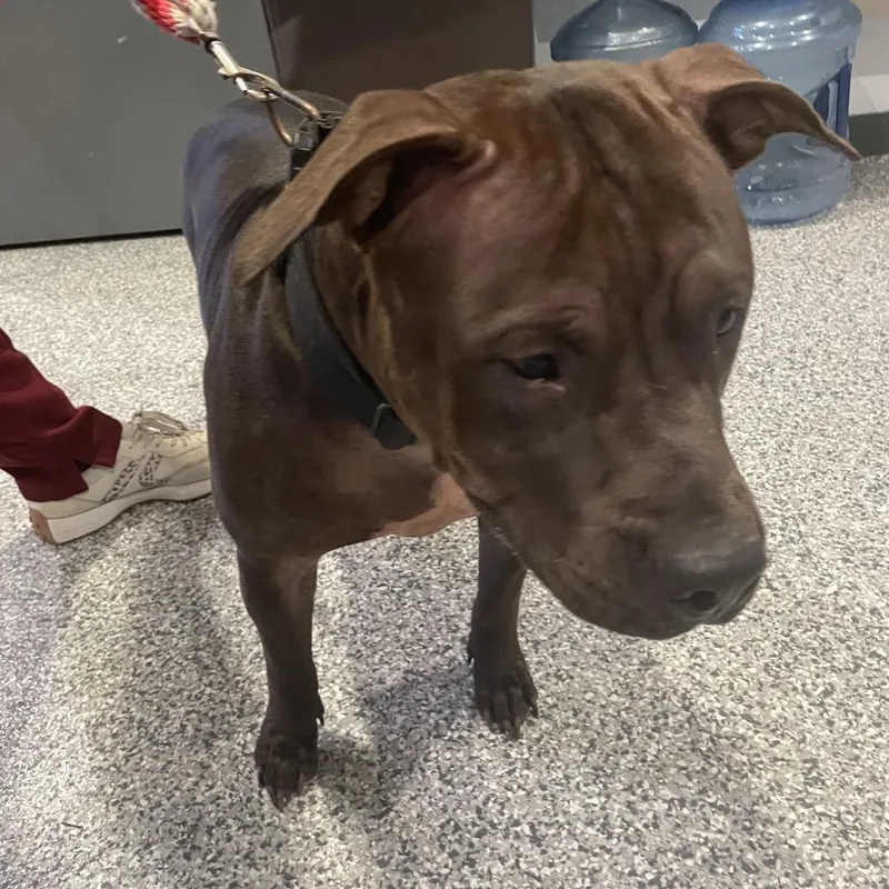 An adult large-sized female Brown / Chocolate Mixed Breed dog named Moana for adoption in Port Charlotte, FL