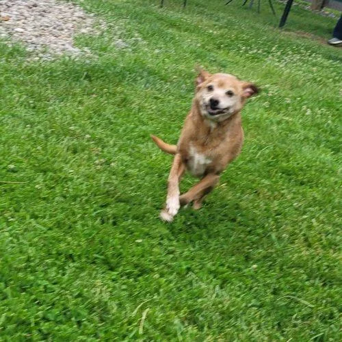 A senior small-sized male Yellow / Tan / Blond / Fawn Mixed Breed dog named Buddy D for adoption in Frankfort, KY