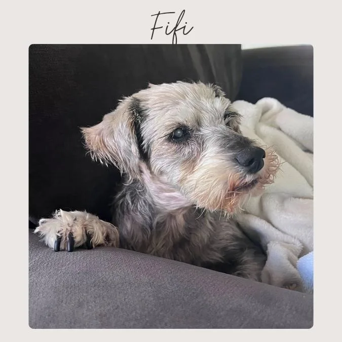 An adult small-sized female Gray / Blue / Silver Miniature Schnauzer dog named Fifi for adoption in San Juan Capistrano, CA