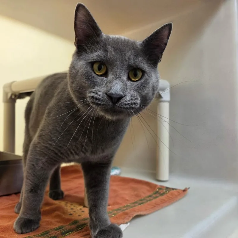 An adult medium-sized male Gray / Blue / Silver Domestic Short Hair cat named Earl Gray for adoption in Harrisonburg, VA