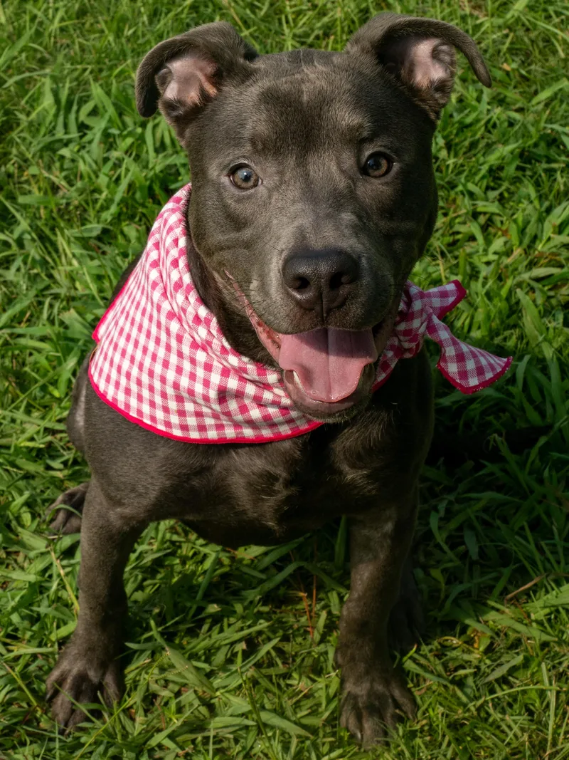 A young medium-sized female Gray / Blue / Silver Mixed Breed dog named Dream for adoption in Myrtle Beach, SC