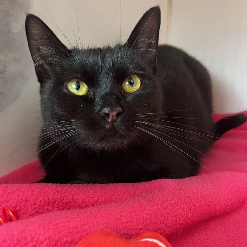 A young medium-sized female Black Domestic Short Hair cat named Kisses for adoption in Newark, NJ