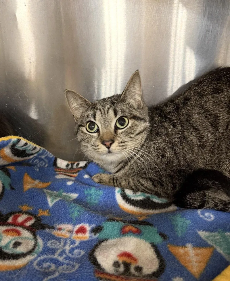 A young medium-sized female Domestic Short Hair cat named Trista for adoption in Walled Lake, MI