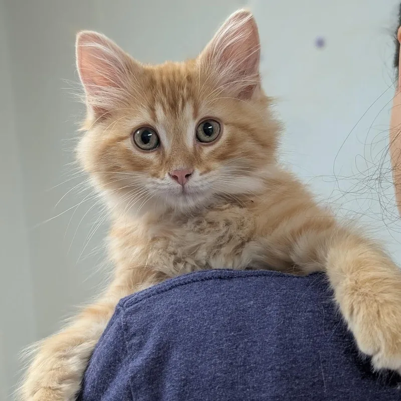 Artemis