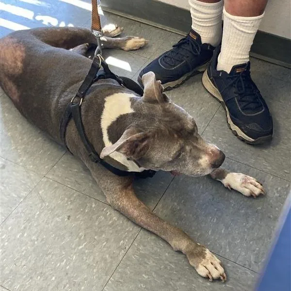 A senior large-sized female Pit Bull Terrier dog named Maggie for adoption in Long Beach, CA