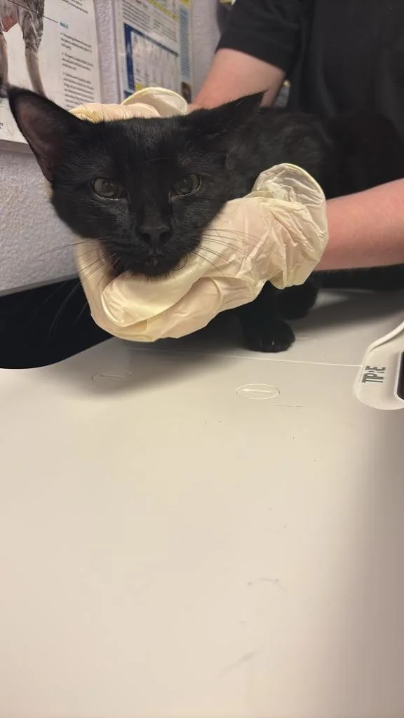 A young medium-sized female Domestic Short Hair cat named Hannah for adoption in New Braunfels, TX