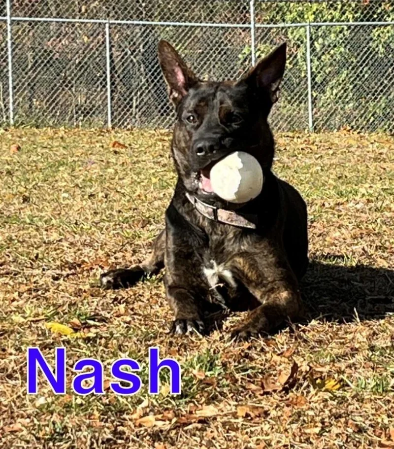 Nash thumbnail 2